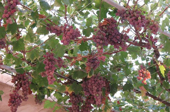Виноград культурный (Vitis vinifera), фото фотография растения
