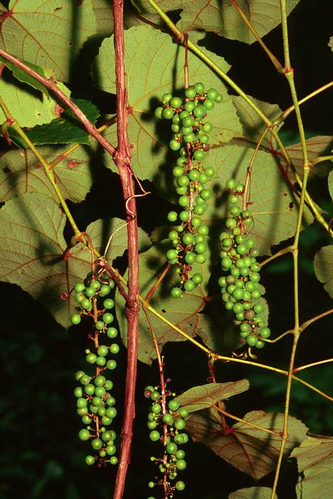 Виноград летний (Vitis aestivalis), фото фотография растения