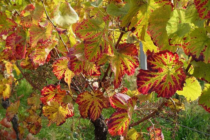 Виноград (Vitis), осенние листья, фото фотография растения