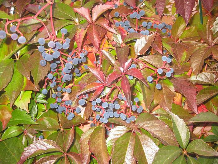 Девичий виноград жимолостный (Parthenocissus vitacea), фото фотография растения
