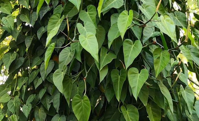   (Philodendron hederaceum),   