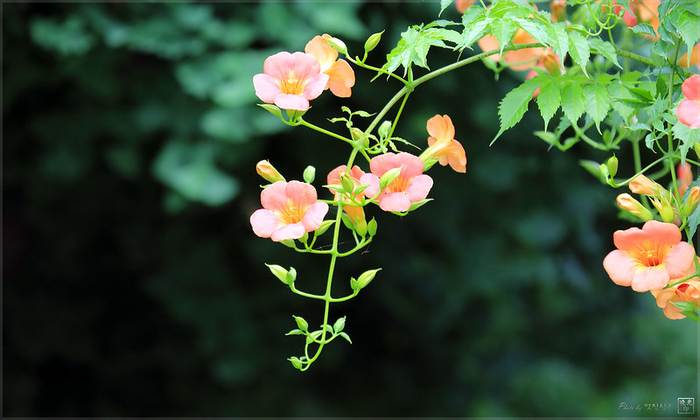 Кампсис крупноцветковый (Campsis grandiflora), фото фотография растения