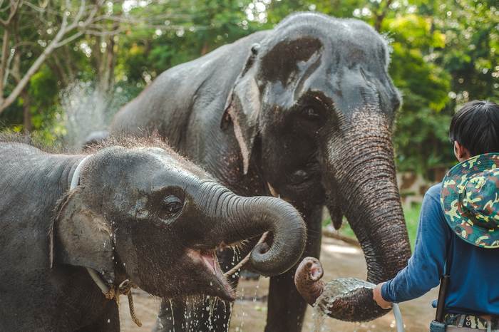 Азиатские слоны пьют, фото фотография животные