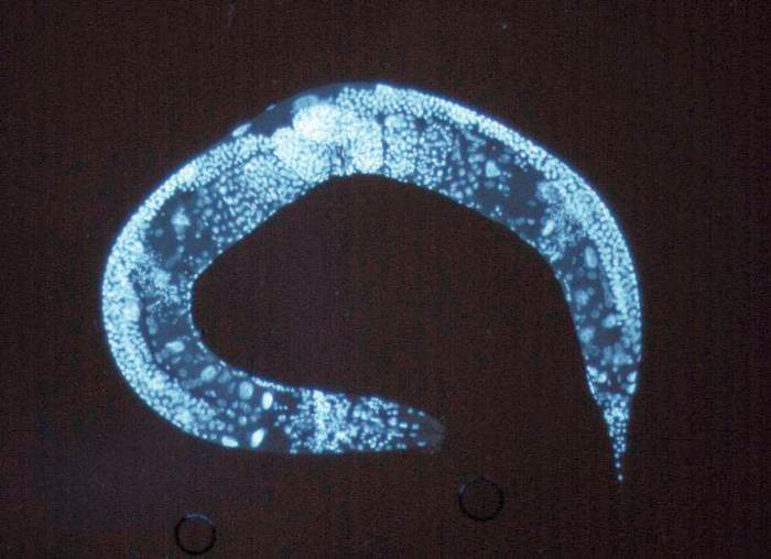 Нематода Caenorhabditis elegans, фото фотография черви