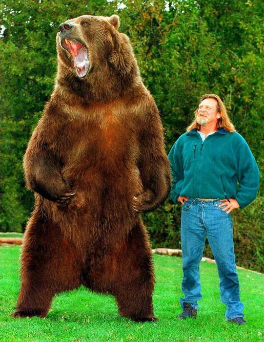 Барт - знаменитый медведь-актёр, фото фотография хищники
