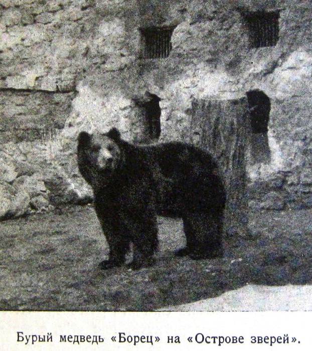 Борец - бурый медведь, фото фотография хищники