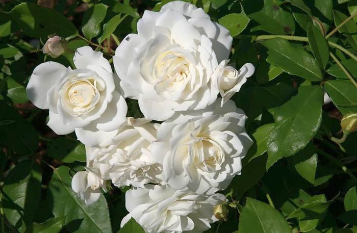 Роза Schneewittchen, фото фотография растения