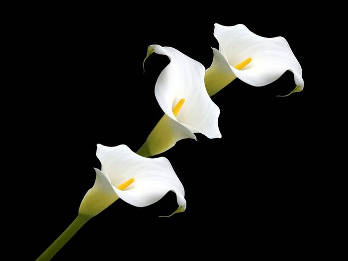 Белая кала, или белокрыльник (Calla), фото фотография растения