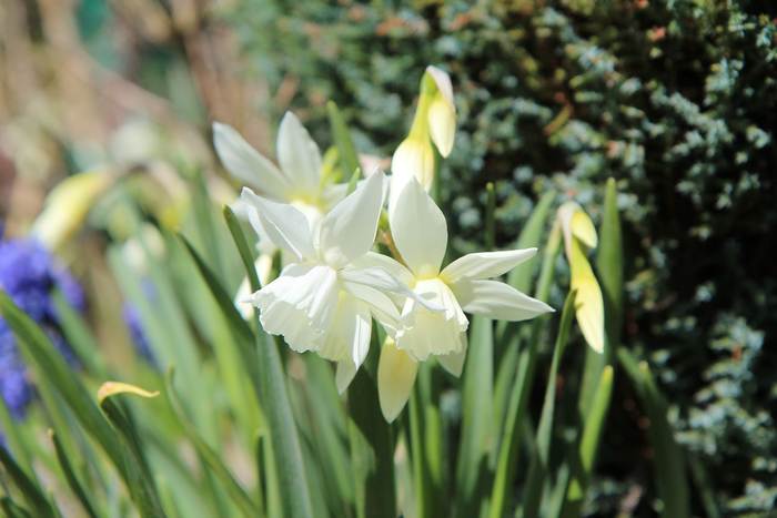Белые нарциссы (Narcissus), фото фотография растения