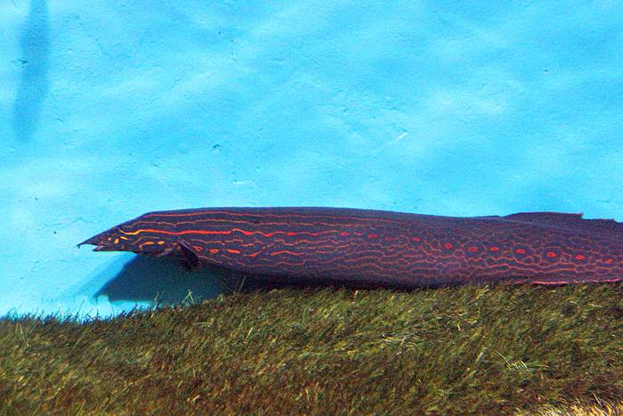 Мастацембел краснополосый (Mastacembelus erythrotaenia), фото аквариумные рыбы фотография