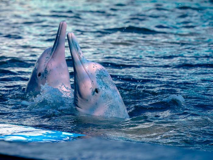 Амазонский речной дельфин (Inia geoffrensis), фото фотография киты
