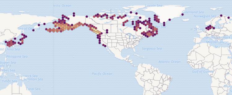 Тихоокеанская треска (Gadus macrocephalus), ареал карта распространение