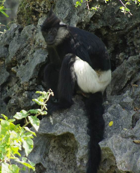 Белозадый гульман (Trachypithecus delacouri), фото фотография приматы