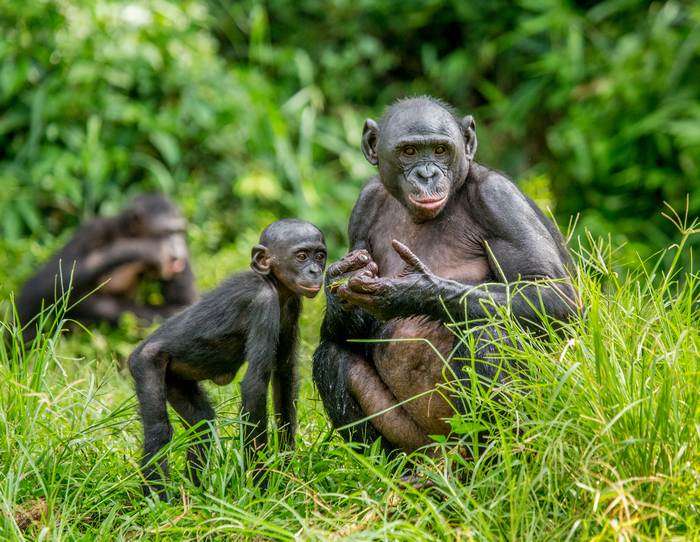 Бонобо (Pan paniscus), фото фотография приматы