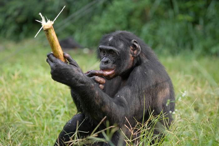Карликовый шимпанзе (Pan paniscus), фото фотография приматы