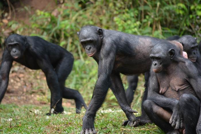 Бонобо (Pan paniscus), фото фотография приматы