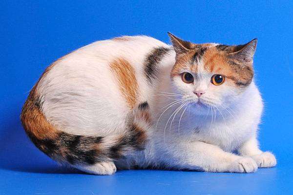 Британская короткошерстная кошка, фото кошки, фотография породы кошек