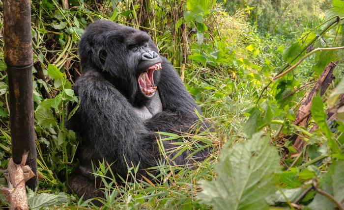 Восточная горилла (Gorilla beringei), фото фотография приматы