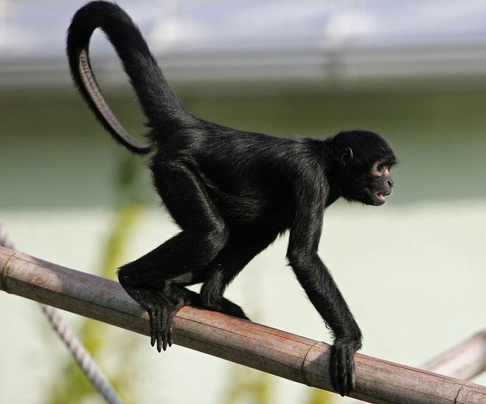 Чернолобая коата (Ateles fusciceps), фото фотография приматы