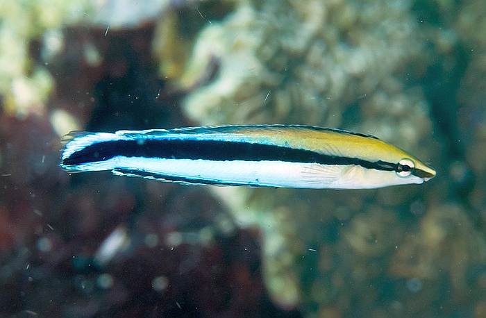 Губан-чистильщик (Labroides dimidiatus), фото фотография рыбы