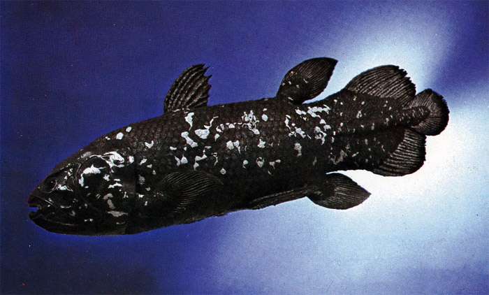 Целакант коморский, или латимерия (Latimeria chalumnae), фото фотография рыбы