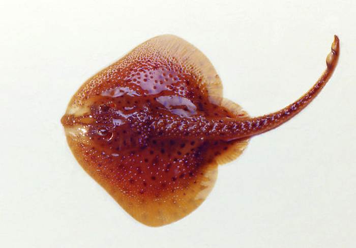 Ежовый скат (Leucoraja erinacea), фото фотография рыбы