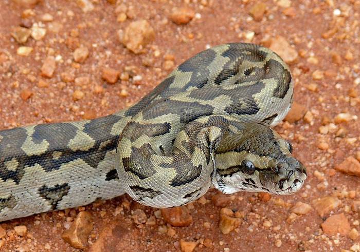 Эфиопский питон (Python natalensis), фото фотография змеи