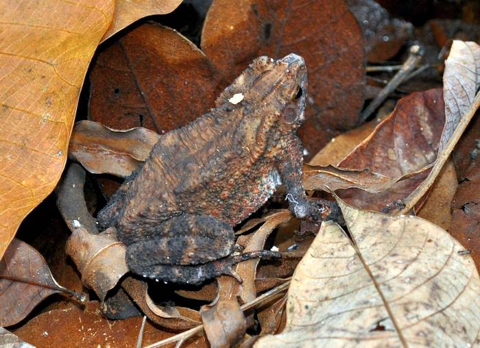 Колюченогая жаба (Ingerophrynus quadriporcatus), фото фотография амфибии