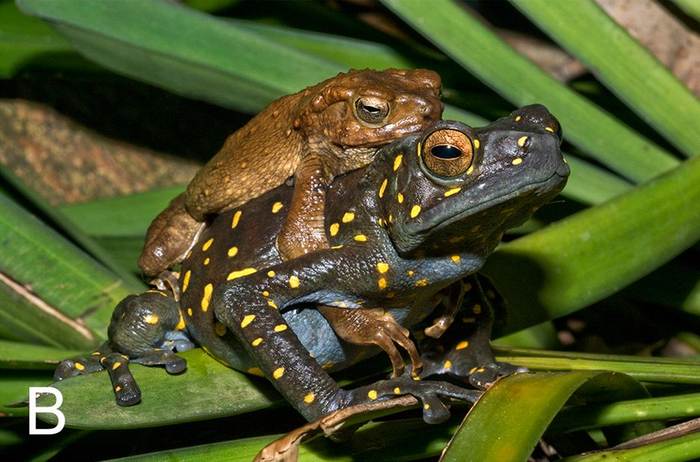Разноцветная жаба (Rentapia hosii), фото фотография амфибии