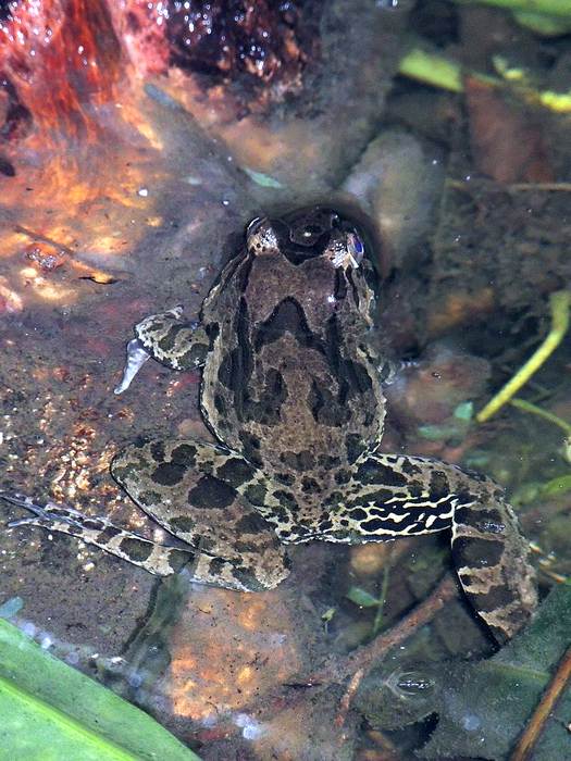 Крабоядная лягушка (Fejervarya cancrivora), фото фотография амфибии