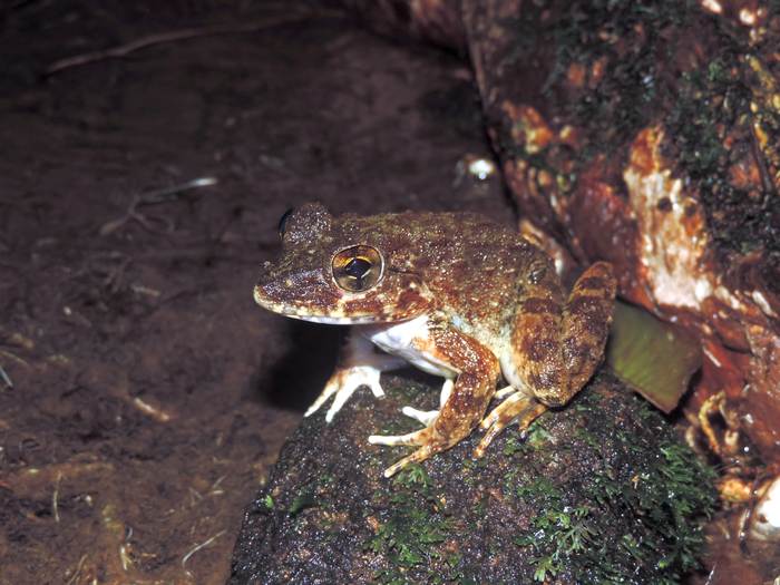 Саравакская лягушка (Limnonectes ibanorum), фото фотография амфибии