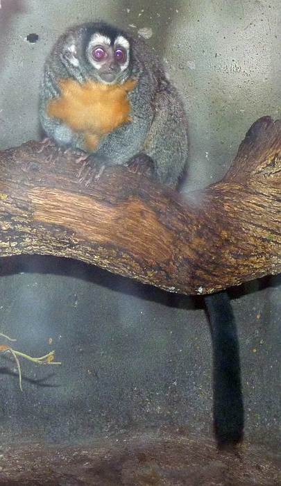 Трехполосый дурукуль, или мирикина (Aotus trivirgatus), фото фотография приматы