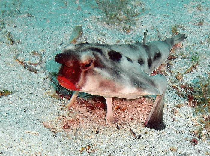Красногубый нетопырь (Ogcocephalus darwini), фото фотография рыбы