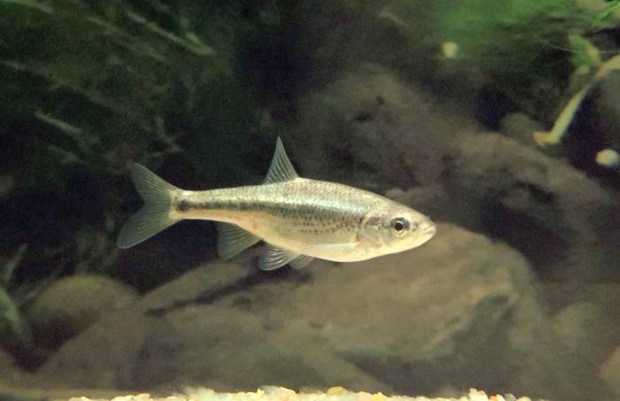 Рыбка Squalius alburnoides, фото фотография рыбы