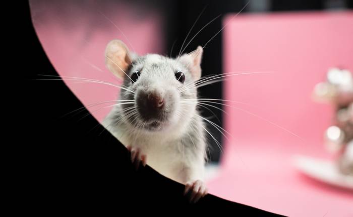 Домашняя крыса, фото фотография грызуны