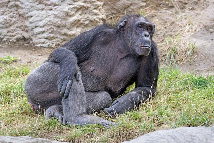 Обыкновенный шимпанзе, фото фотография приматы
