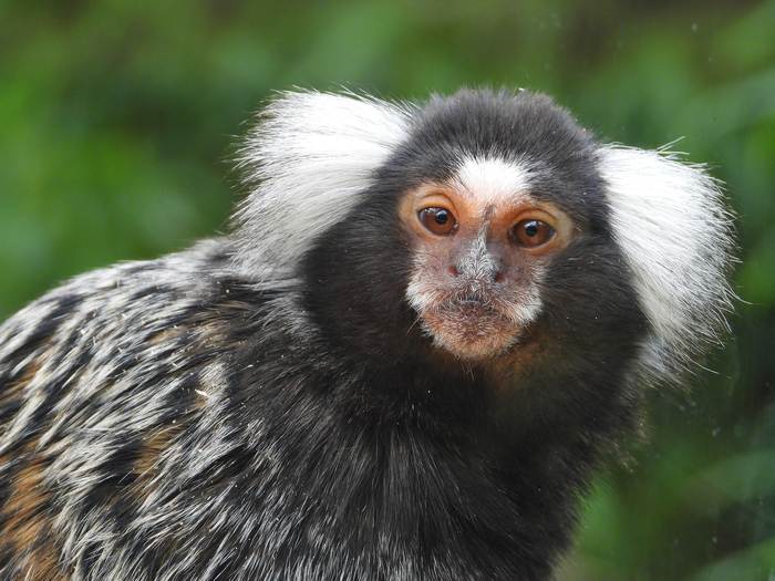 Обыкновенная игрунка, или мармозетка (Callithrix jacchus), фото фотография приматы