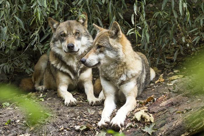 Обыкновенный, или серый волк (Canis lupus), фото фотография хищные