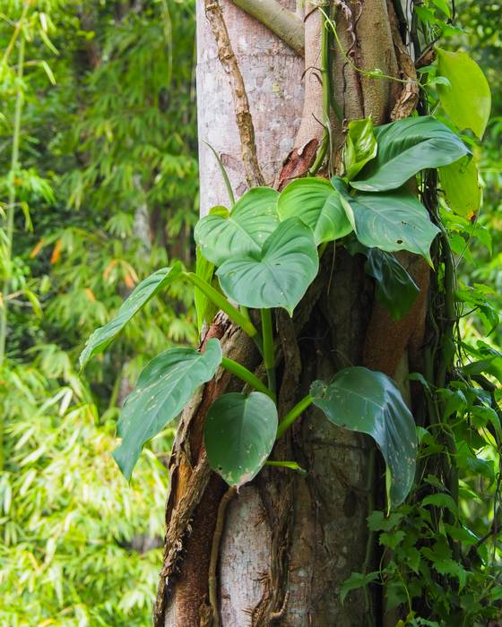 Эпипремнум перистый (Epipremnum pinnatum), фото фотография растения