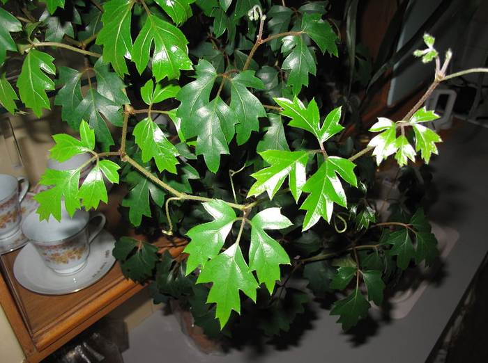 Циссус крылатый (Cissus alata), фото фотография растения