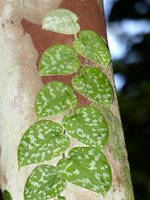 Сциндапсус пятнистый (Scindapsus pictus), фото фотография растения