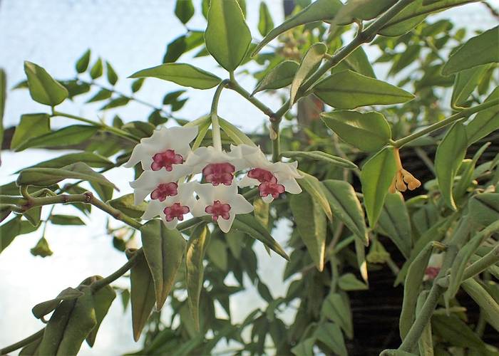 Хойя прекрасная (Hoya bella), фото фотография растения