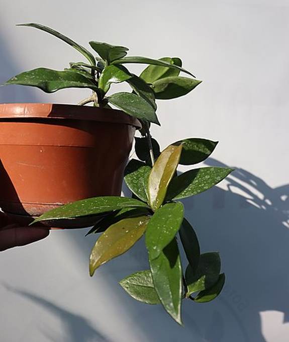 Хойя мясистая (Hoya carnosa), фото фотография растения