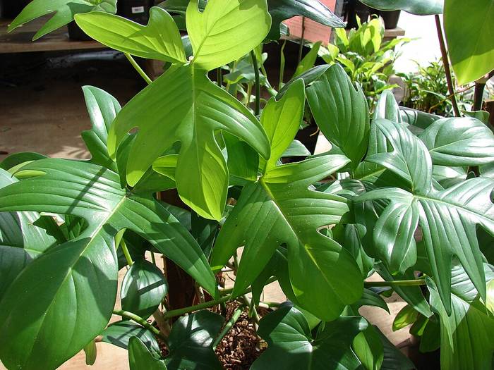 Филодендрон чешуеносный, или сквамиферум (Philodendron squamiferum), фото фотография растения