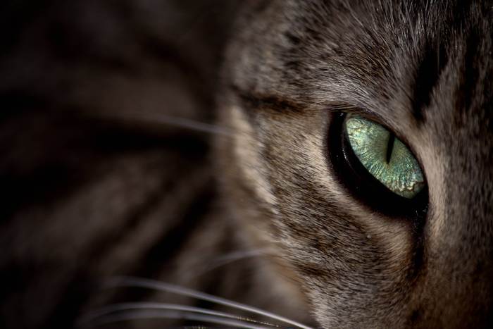 Глаз кошки, фото фотография