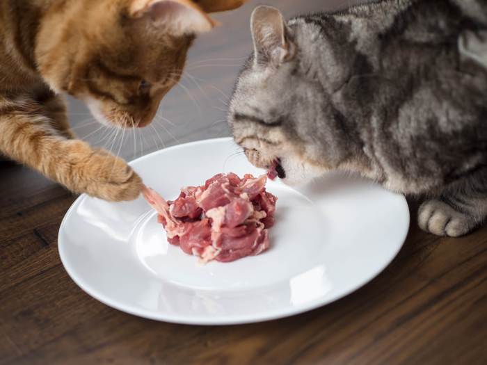 Две кошки едят мясо из миски, фото фотографии