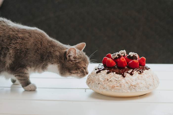 Кошка нюхает шоколадный торт, фото фотография