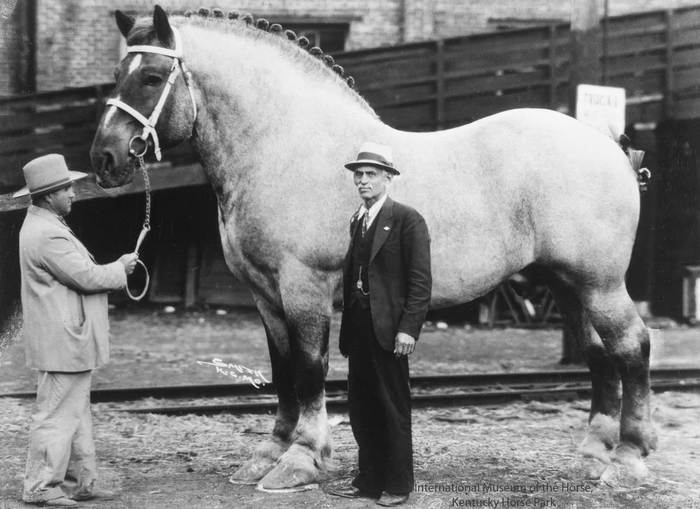 Тяжеловоз Сэмпсон (Мамонт), фото самая крупная лошадь фото 