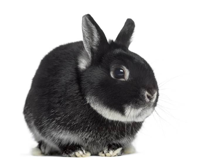 Цветной карликовый кролик (карлик), фото фотография 