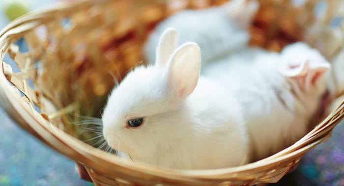 Гермелин, или польский кролик, фото фотография 